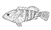 Groundswell Society Rincon illustration